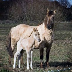 granja_caballos